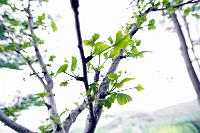 2013 06 15 A